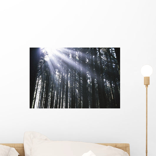 Sunbeams Through Silhouetted Pine Trees Wall Mural