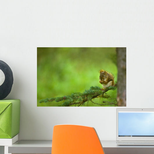 Red Squirrel On A Tree Branch Wall Mural