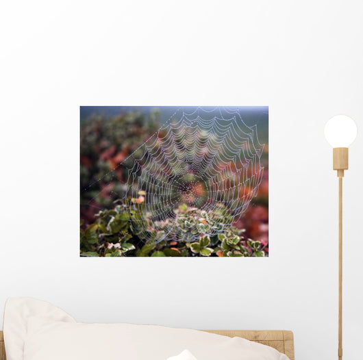 Spider Web With Dew Wall Mural