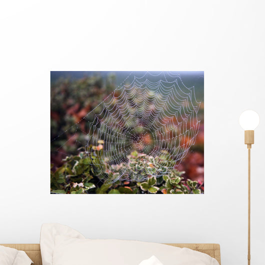 Spider Web With Dew Wall Mural