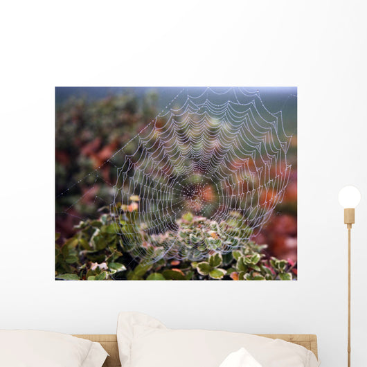 Spider Web With Dew Wall Mural