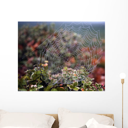 Spider Web With Dew Wall Mural