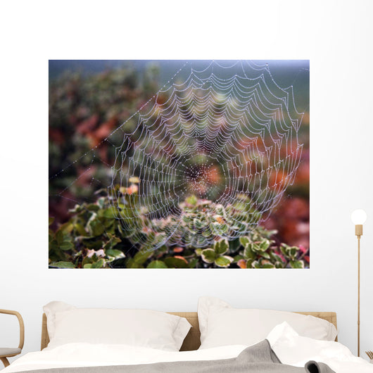 Spider Web With Dew Wall Mural