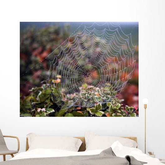 Spider Web With Dew Wall Mural