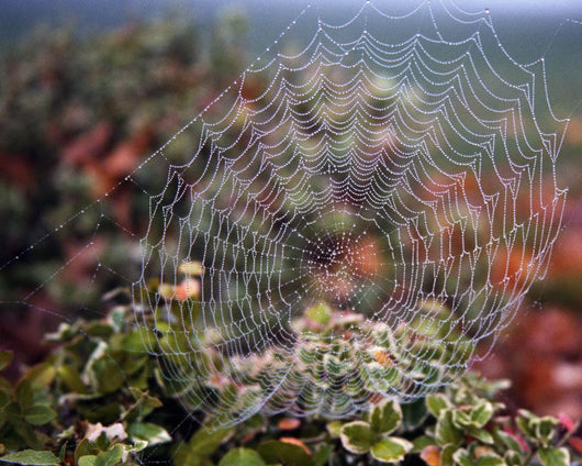 Spider Web With Dew Wall Mural