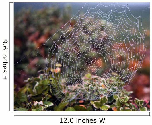 Spider Web With Dew Wall Mural