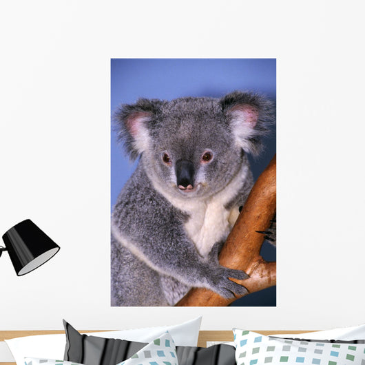 Koala On Tree Branch Wall Mural