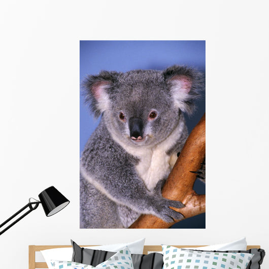 Koala On Tree Branch Wall Mural