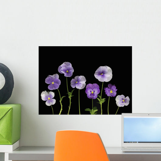 Pansies Wall Mural
