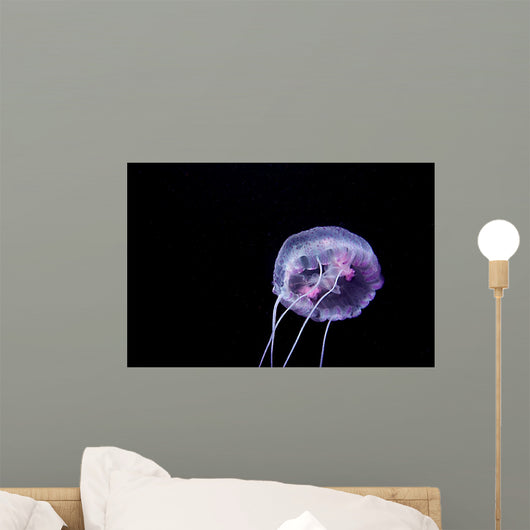 Medusa H