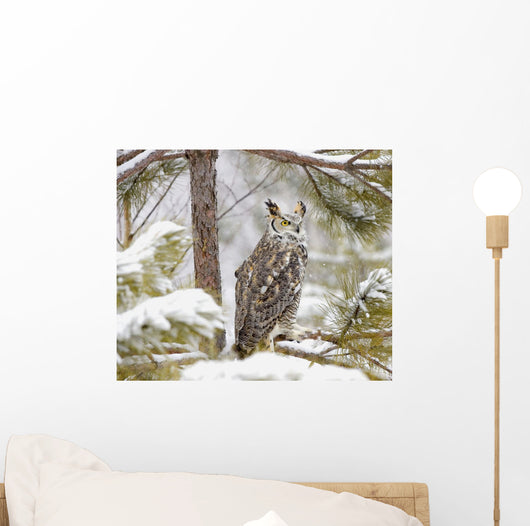 Long Eared Owl Wall Mural