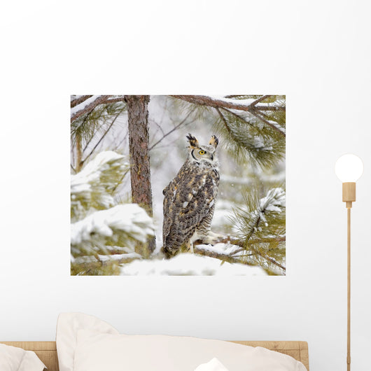 Long Eared Owl Wall Mural