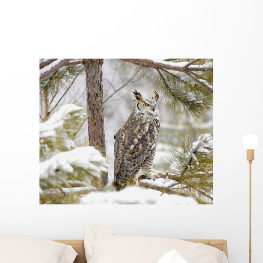 Long Eared Owl Wall Mural