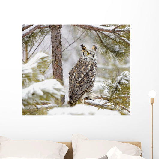 Long Eared Owl Wall Mural