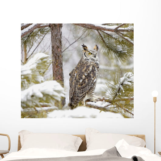 Long Eared Owl Wall Mural