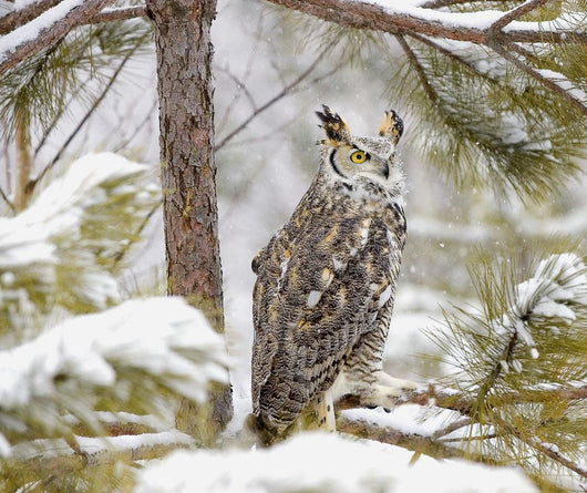 Long Eared Owl Wall Mural