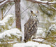 Long Eared Owl Wall Mural
