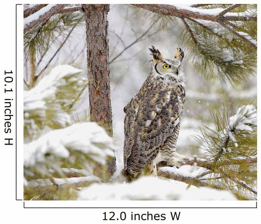 Long Eared Owl Wall Mural