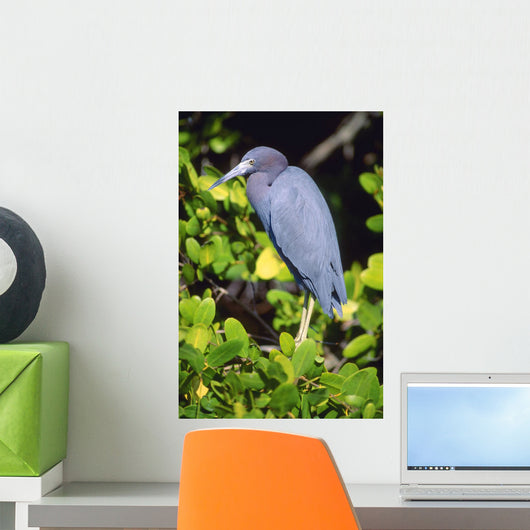 Little Blue Heron Wall Mural
