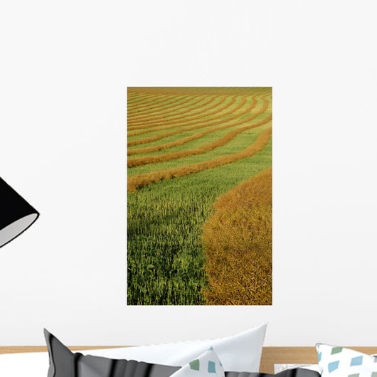 Rows Of Canola Windrows Wall Mural