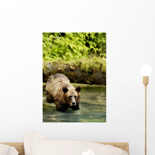 Grizzly Bear Wall Mural