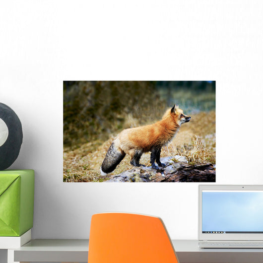 Red Fox On Rocks Wall Mural