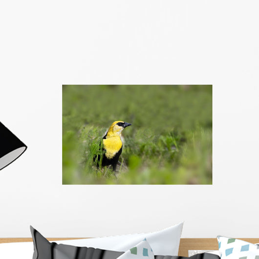 Yellow Headed Blackbird Wall Mural