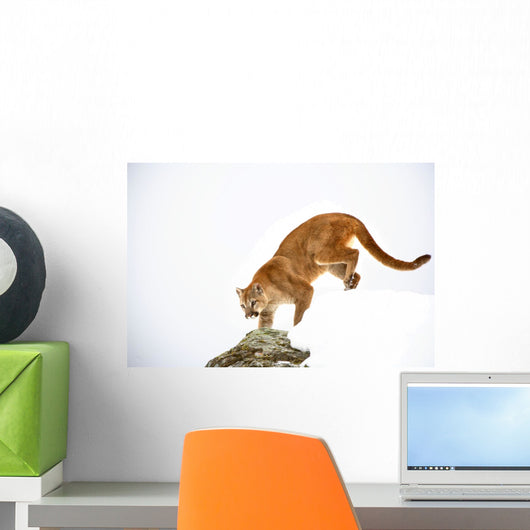 Cougar On The Prowl Wall Mural