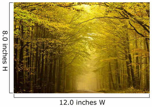 Centered mysterious road in autumn forest. Wall Mural