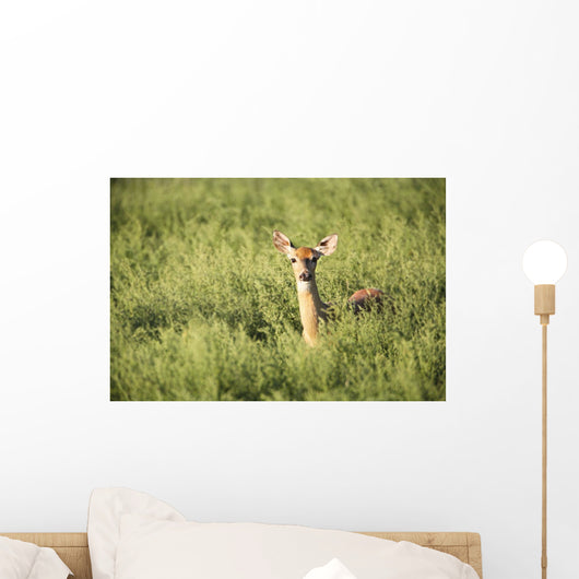 Deer In The Brush Wall Mural