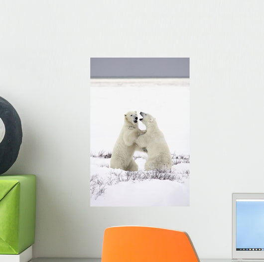 Polar Bears Fighting Wall Mural
