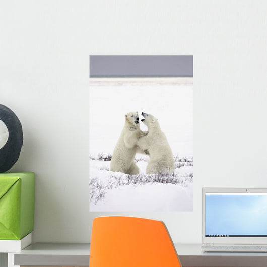 Polar Bears Fighting Wall Mural