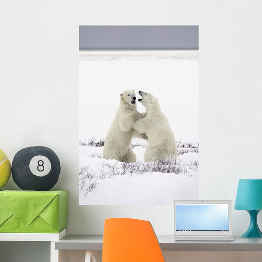 Polar Bears Fighting Wall Mural