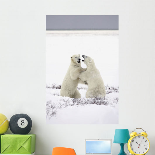 Polar Bears Fighting Wall Mural