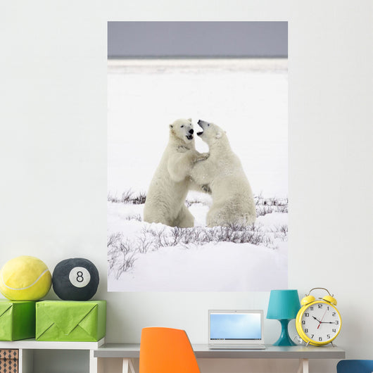 Polar Bears Fighting Wall Mural