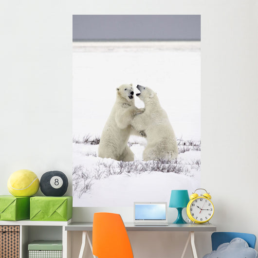 Polar Bears Fighting Wall Mural