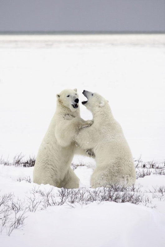 Polar Bears Fighting Wall Mural