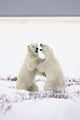 Polar Bears Fighting Wall Mural