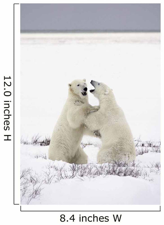 Polar Bears Fighting Wall Mural