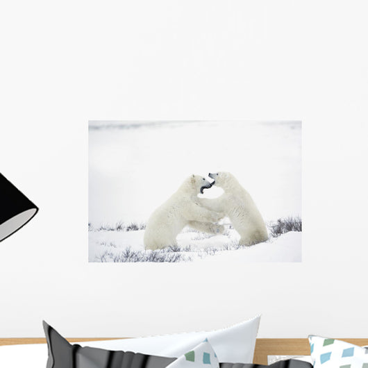 Polar Bears Fighting Wall Mural
