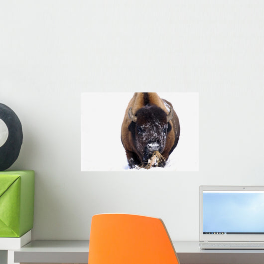 Bison In Winter Wall Mural