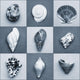 Seashell Composite Wall Mural