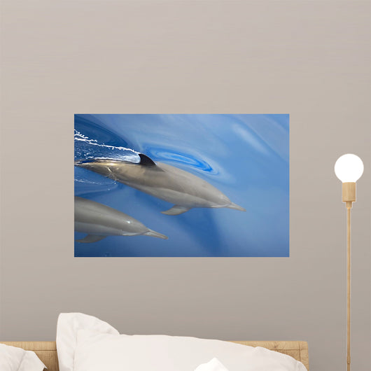 Dolphins