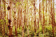 Tree Trunks Wall Mural