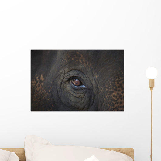 Closeup Of An Animal's Eye Wall Mural