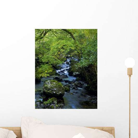 Stream Flowing Through A Forest Wall Mural