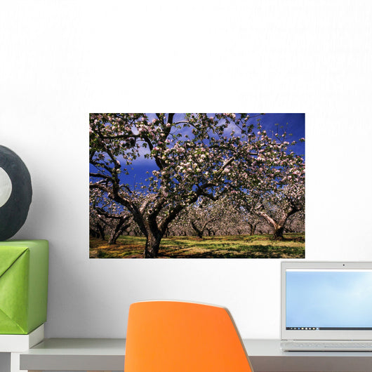 Apple Trees In An Orchard, County Armagh, Republic Of Ireland Wall Mural