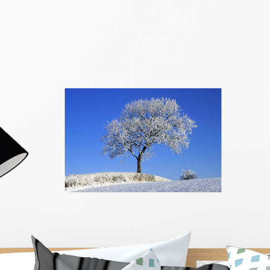 Tree In Winter, Co Down, Ireland Wall Mural