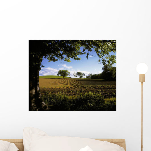 Ploughed Field, Potato Field, Ireland Wall Mural