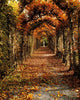 Hornbeam Alles, Birr Castle, Co Offaly, Ireland Wall Mural